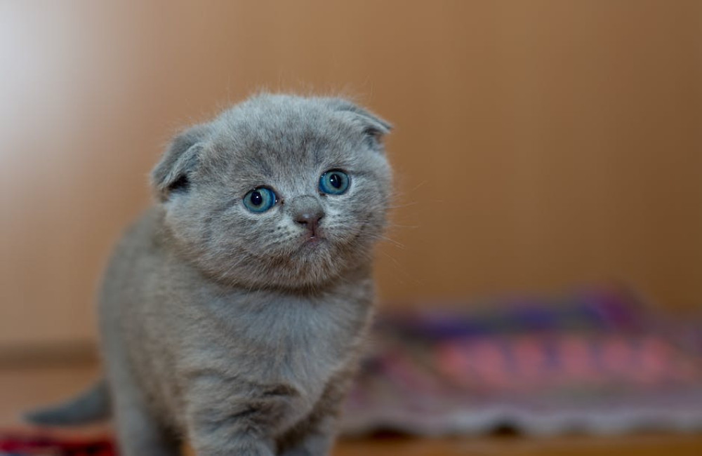 Wat betekent het spreekwoord 'De kat uit de boom kijken' en waar komt het vandaan?