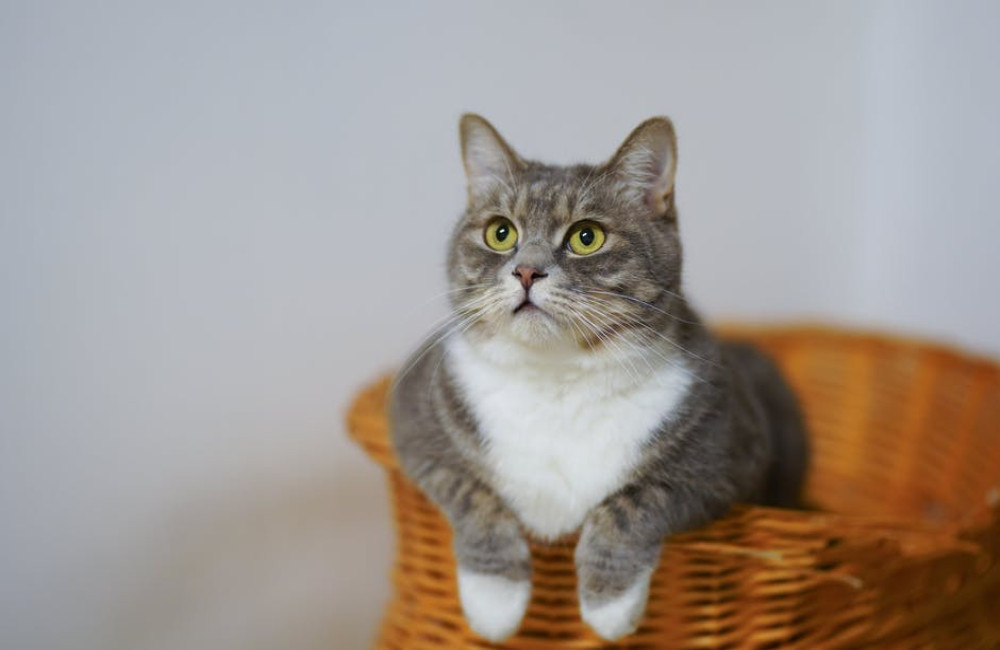 Waarom is mijn kat ineens agressief naar mij?