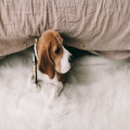 3 redenen een hotel met hond te boeken