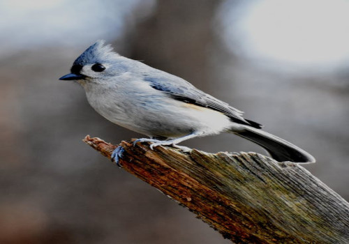 Wat betekent het als je 3 keer dezelfde vogel ziet?