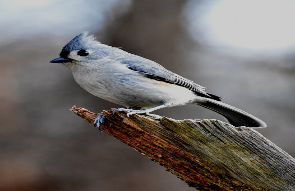 Wat betekent het als je 3 keer dezelfde vogel ziet?