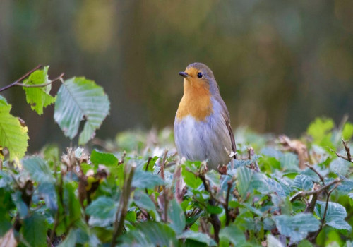 Vogels helpen in de winter: drie tips voor jouw vogelvriendelijke tuin