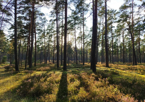 Waarom de Veluwe dé bestemming is voor een luxe vakantie