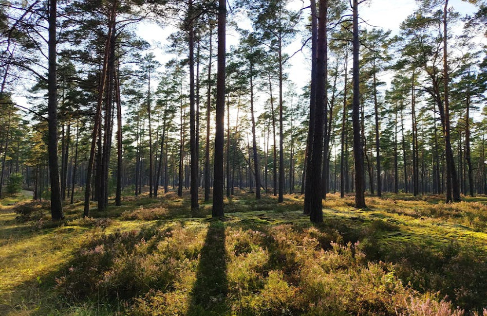 Waarom de Veluwe dé bestemming is voor een luxe vakantie