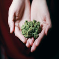 Wat is het verschil tussen CBD-olie en wietolie?