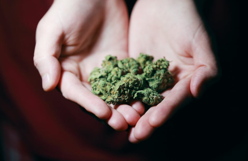 Wat is het verschil tussen CBD-olie en wietolie?