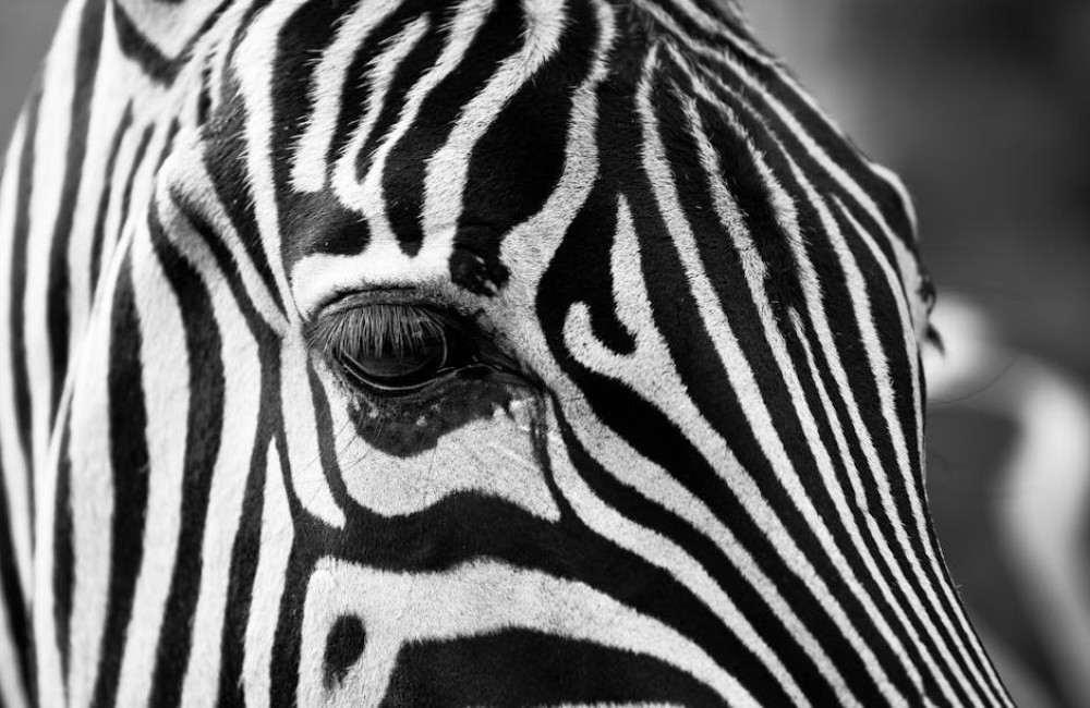 Waarom hebben zebra's strepen en wat is het nut ervan?