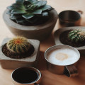 Waarom groeit een cactus zo langzaam in droge gebieden?