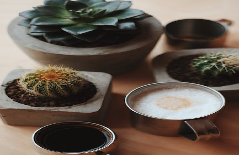 Waarom groeit een cactus zo langzaam in droge gebieden?