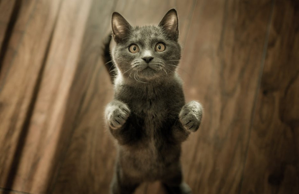 Waarom krijgt een kat soms ineens de 'gekke vijf minuten'?