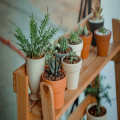 Waarom groeien planten sneller in de zomer dan in de winter?