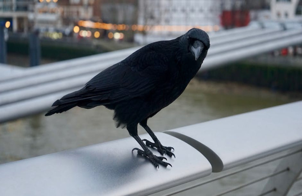 Waarom kraaien zo slim zijn en hoe ze elkaar herkennen